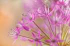 USA-Washington State-Seabeck Close-up of allium blossoms Art Print